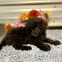 AKC Val, a female Poodle - Toy  for sale in Elgin, SC – Photo 1 of 4