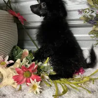 AKC Val, a female Poodle - Toy  for sale in Elgin, SC – Photo 3 of 3
