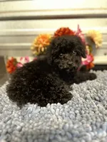 AKC Val, a female Poodle - Toy  for sale in Elgin, SC – Photo 2 of 4
