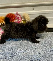 AKC Val, a female Poodle - Toy  for sale in Elgin, SC – Photo 3 of 4