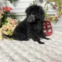 AKC Val, a female Poodle - Toy  for sale in Elgin, SC – Photo 1 of 3