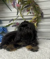 Bentley, a male Shih Tzu for sale in Elgin, SC – 6 of 7