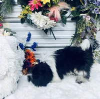 Dash, a male Shih Tzu for sale in Elgin, SC – 4 of 4