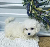 Frankie, a male Poodle - Miniature  for sale in Elgin, SC – 7 of 7