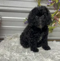 Maci Lynn, a female Poodle - Miniature  for sale in Elgin, SC – 2 of 7