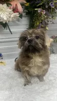 Knuckles, a male Shih Tzu for sale in Elgin, SC – 6 of 6