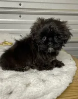 AKC Spencer, a male Shih Tzu for sale in Elgin, SC – Photo 1 of 3