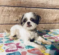 AKC Baby Boy, a male Shih Tzu for sale in Elgin, SC – Photo 3 of 4