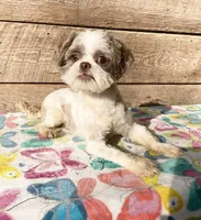 AKC Baby Boy, a male Shih Tzu for sale in Elgin, SC – Photo 4 of 4