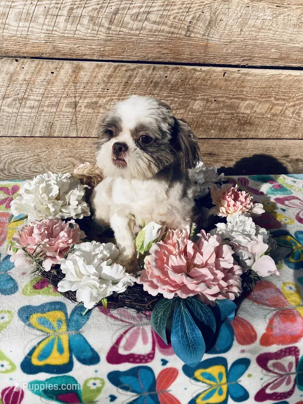 AKC Baby Boy, a male Shih Tzu for sale in Elgin, SC – Photo 1 of 4