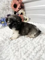 Louie , a male Shih Tzu for sale in Elgin, SC – 5 of 7