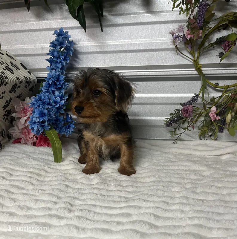 KCEE – Yorkipoo puppy for sale in Elgin, SC