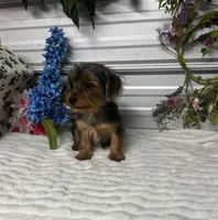 KCEE, a male Yorkipoo for sale in Elgin, SC – Photo 1 of 2