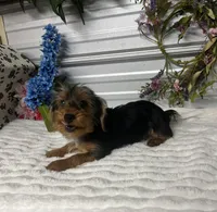 KCEE, a male Yorkipoo for sale in Elgin, SC – Photo 2 of 2