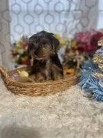 KCEE, a male Yorkipoo for sale in Elgin, SC – Photo 3 of 5