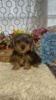 KCEE, a male Yorkipoo for sale in Elgin, SC – Photo 5 of 5