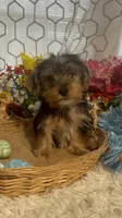 KCEE, a male Yorkipoo for sale in Elgin, SC – Photo 4 of 5