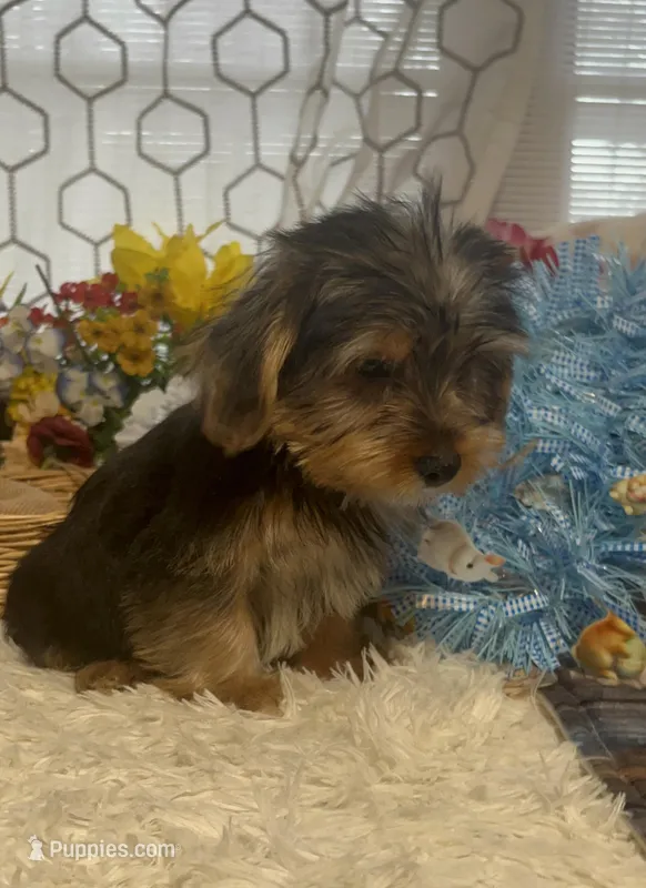 AKC Colby Teacup – Yorkshire Terrier puppy for sale in Elgin, SC