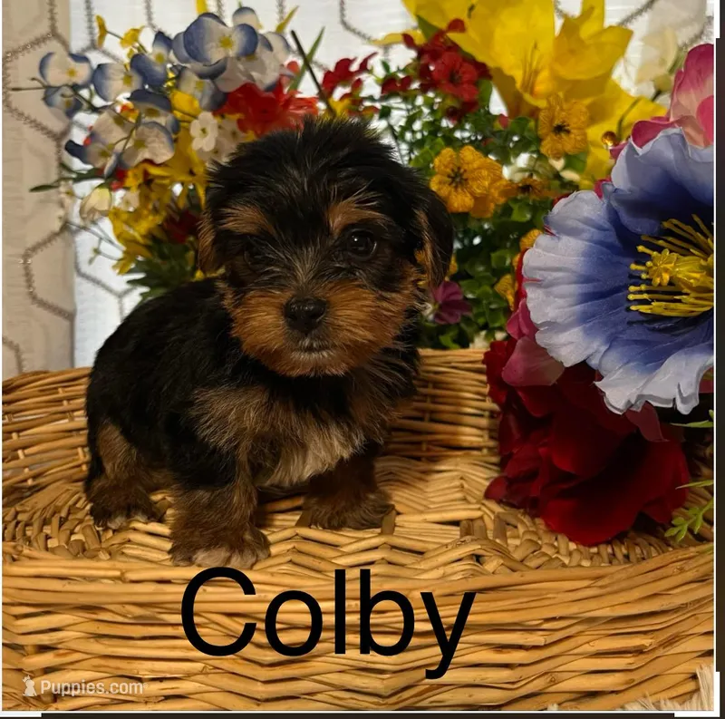 AKC Colby Teacup