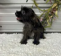 Ebony, a female Yorkshire Terrier and Poodle - Toy  for sale in Elgin, SC – 7 of 8