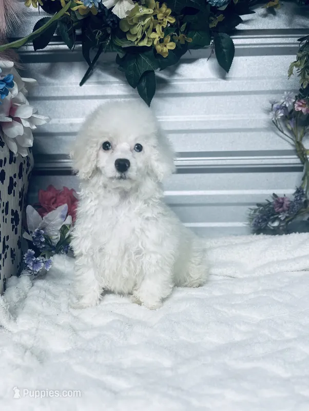 Frankie – Poodle - Miniature  puppy for sale in Elgin, SC