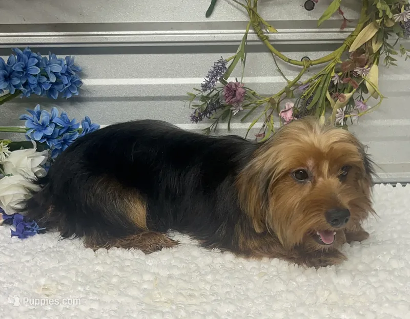 KCEE – Yorkshire Terrier puppy for sale in Elgin, SC