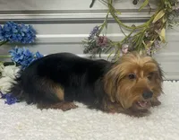 KCEE, a male Yorkshire Terrier for sale in Elgin, SC – 1 of 3