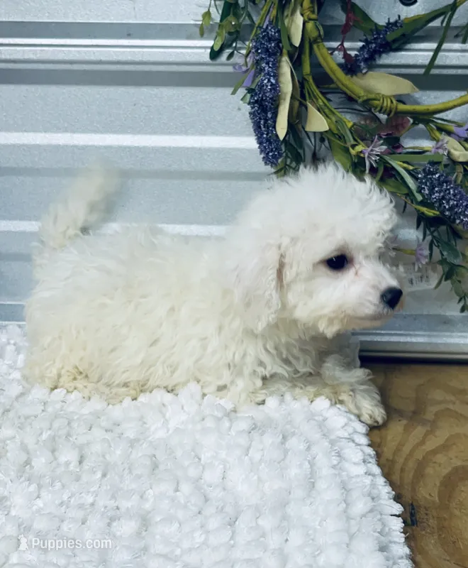 Frankie – Poodle - Miniature  puppy for sale in Elgin, SC