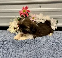 AKC Nala, a female Shih Tzu for sale in Elgin, SC – Photo 4 of 7