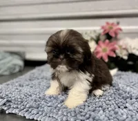 AKC Nala, a female Shih Tzu for sale in Elgin, SC – Photo 1 of 7