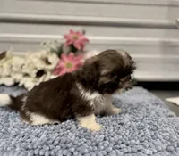 AKC Nala, a female Shih Tzu for sale in Elgin, SC – Photo 5 of 7