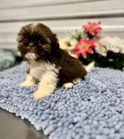 AKC Nala, a female Shih Tzu for sale in Elgin, SC – Photo 2 of 7