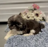 AKC Nala, a female Shih Tzu for sale in Elgin, SC – Photo 3 of 7