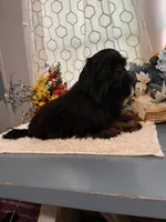 Duke, a male Shih Tzu for sale in Elgin, SC – 3 of 4