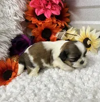 Coffee, a female Shih Tzu for sale in Elgin, SC – 2 of 5