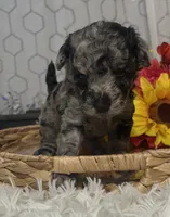Molly, a female Poodle - Miniature  for sale in Elgin, SC – 4 of 9
