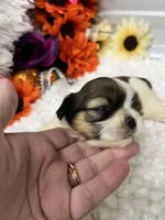 Coffee, a female Shih Tzu for sale in Elgin, SC – 4 of 5