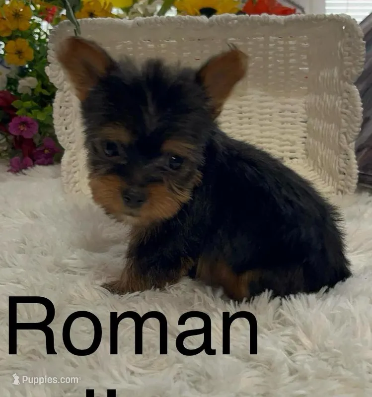 AKC Roman Teacup
