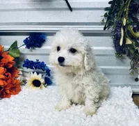 Frankie, a male Poodle - Miniature  for sale in Elgin, SC – 6 of 7