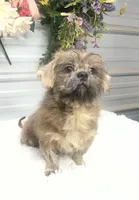 Knuckles, a male Shih Tzu for sale in Elgin, SC – 3 of 6