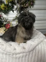 Ana , a female Shih Tzu for sale in Elgin, SC – Photo 4 of 4