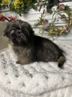 Ana , a female Shih Tzu for sale in Elgin, SC – Photo 3 of 4