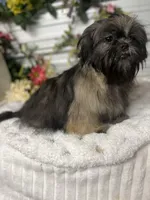 Ana , a female Shih Tzu for sale in Elgin, SC – Photo 2 of 4