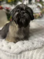 Ana , a female Shih Tzu for sale in Elgin, SC – Photo 1 of 4