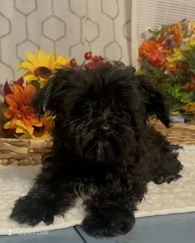 GIselle – Yorkipoo puppy for sale in Elgin, SC