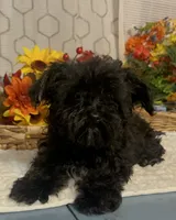GIselle, a female Yorkipoo for sale in Elgin, SC – 1 of 1