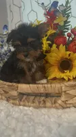 LIttle Harley, a male Yorkshire Terrier for sale in Elgin, SC – 3 of 5