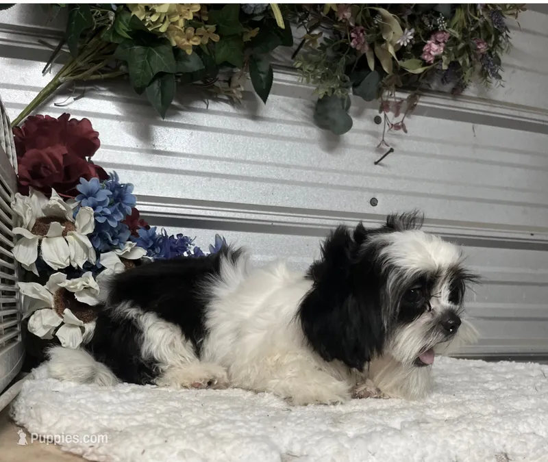 Holmes, a male Shih Tzu for sale in Elgin, SC – 1 of 1