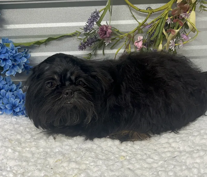 Duke – Shih Tzu puppy for sale in Elgin, SC