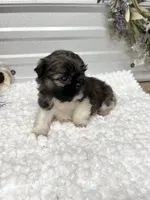Louie , a male Shih Tzu for sale in Elgin, SC – 7 of 7